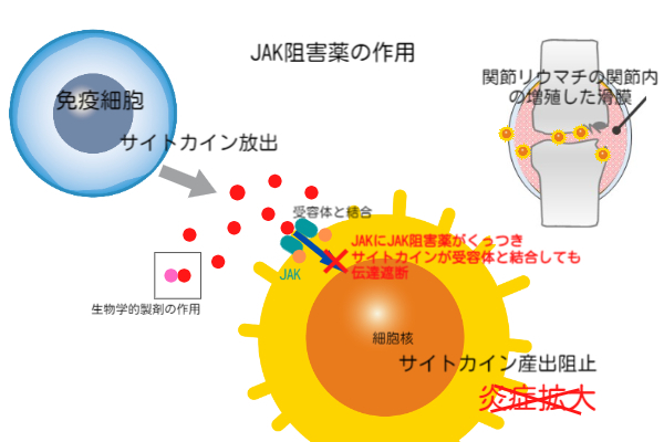 JAK（ジャック）阻害剤の細胞内の働き